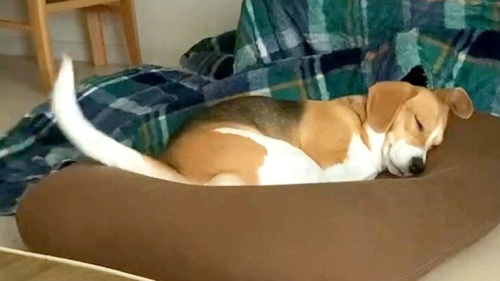 熟睡しているはずの犬のしっぽが…可愛すぎる光景に5万1000いいねの反響「楽しい夢みてるんだね」「想像以上に振ってた笑」賞賛の声(ブログ)