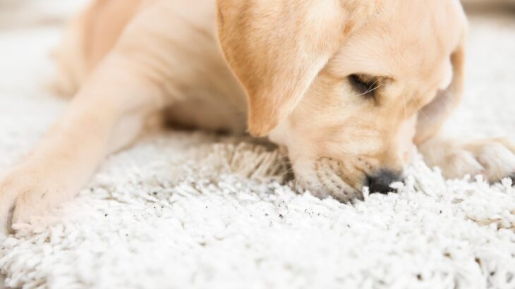犬がカーペットを舐め続ける心理4選　ペロペロが止まらない理由や注意点まで(ブログ)