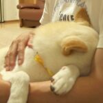 犬が『家族が1日いなくなる』と知った結果…『寂しくてとった行動』が切なすぎると44万再生「涙止まらん…」「愛情に泣いた」と感動の声(ブログ)