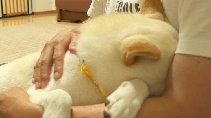 犬が『家族が1日いなくなる』と知った結果…『寂しくてとった行動』が切なすぎると44万再生「涙止まらん…」「愛情に泣いた」と感動の声(ブログ)