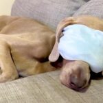 犬が『ホットアイマスク』を経験した結果…人間味が強すぎる『まさかの姿』に1万6000いいね「もう犬には戻れない」「快適そうで笑った」(ブログ)