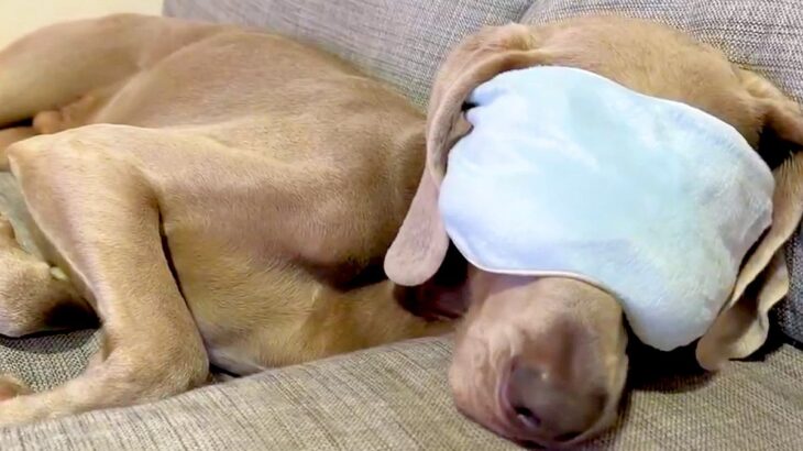 犬が『ホットアイマスク』を経験した結果…人間味が強すぎる『まさかの姿』に1万6000いいね「もう犬には戻れない」「快適そうで笑った」(ブログ)