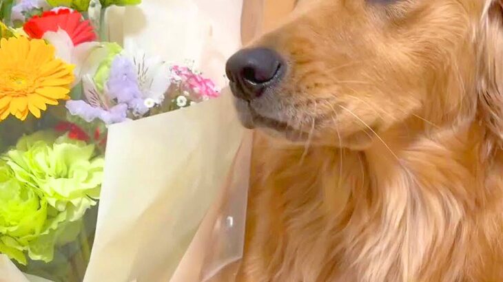 犬が『お供え物』を食べてしまった結果…まさかの『奇跡の再会』に驚きの声「凄い巡り合わせ」「むしろ食べてくれたおかげ」と60万再生(ブログ)