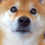 犬に『病院行き』を告げた結果…まるでこの世の終わりな『絶望する姿』が可愛すぎると135万再生「顔で笑ったｗ」「綺麗にフリーズして草」(ブログ)