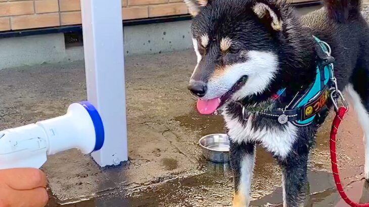 犬と『水遊び』をした結果…まさかの『ワイルド過ぎる』光景が381万再生　「早く出して」とお手々で催促する仕草も可愛いと話題(ブログ)