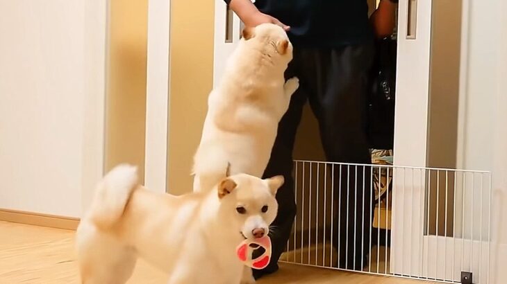 父と犬たちが『4日ぶりに再会』した結果…むせび喜ぶ光景が微笑ましすぎると5万再生「2匹とも可愛らしい」「優しい子ですね」と絶賛の声(ブログ)