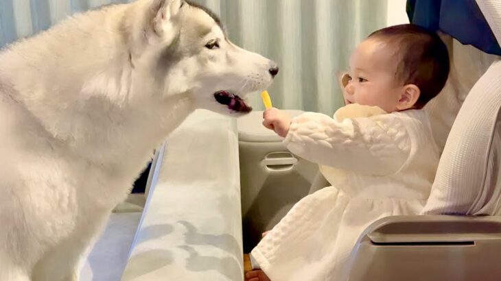 赤ちゃんが『ハスキー犬におやつを与える練習』をしたら…可愛すぎる練習風景と微笑ましい結末が23万再生「どちらも最高」「優しい世界」(ブログ)