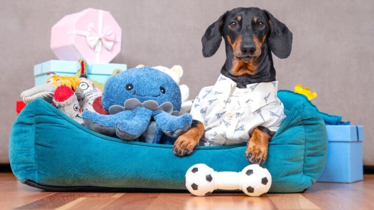 愛犬がおもちゃで遊ばないときはどうしたらいい？まずは飼い主さんが楽しそうにおもちゃで遊ぼう！(ブログ)