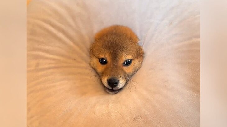犬が『ドーナツ型クッション』に突っ込んだ結果…お約束すぎる展開が322万再生「自分で顔突っ込むの可愛いｗ」「エリマキトカゲで草」(ブログ)