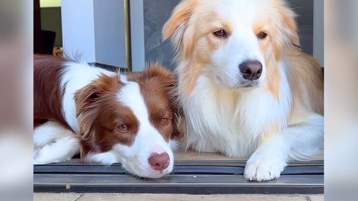 最も賢い犬種に『玄関から出ちゃダメ』と教えた結果…まさかの『怒られないラインを探る』姿が65万再生「私より賢いｗ」「境界線バトル」(ブログ)