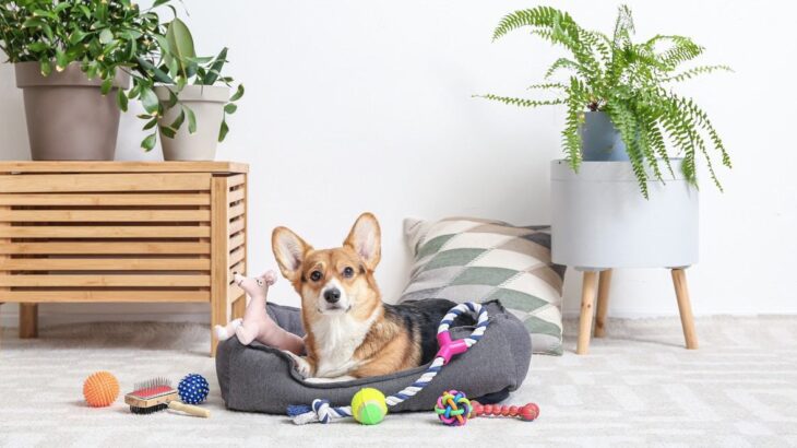 犬のおもちゃを出しっぱなしにするのはNG？退屈して問題を起こしてほしくないならその逆をしよう(ブログ)