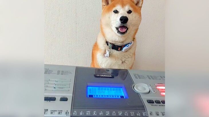 犬の前で『誕生日の歌』を演奏した結果…まさか過ぎる『歌声』が面白すぎると74万再生「真剣な顔してるの草」「声掛けから笑ったｗ」爆笑の声(ブログ)