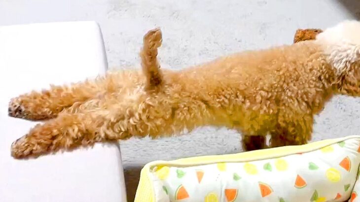 犬がソファを降りる時に必ず見せる仕草…可愛すぎる光景が64万表示を突破「美意識高めなんですね」「偉い、気持ちよさそう」賞賛の声(ブログ)