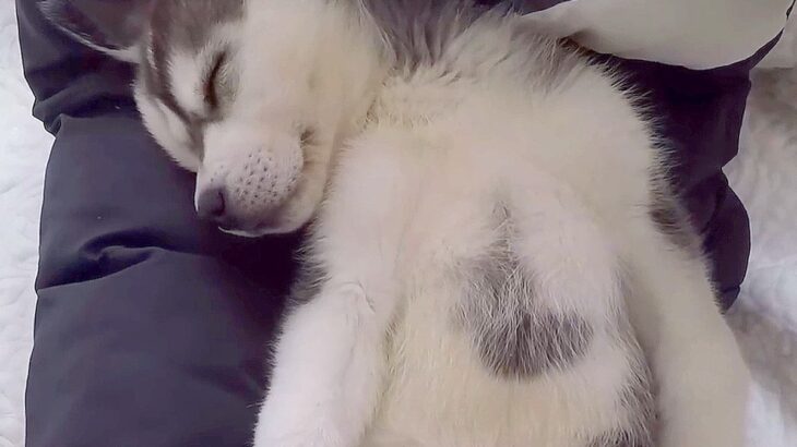 『ハスキー犬の赤ちゃん』が家にやってきたら…まさかの場所で『寝落ち』する姿が124万再生「お腹ポンポコ可愛すぎ」「安心してる」と絶賛(ブログ)