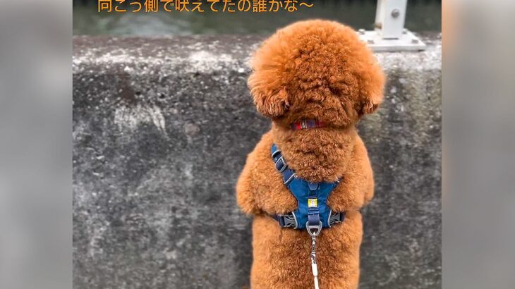 犬と川を散歩中『向こう岸で犬が吠えた』結果…人間のような姿で確認する光景が12万再生「小さい子どもみたい」「後頭部可愛すぎｗ」と悶絶(ブログ)