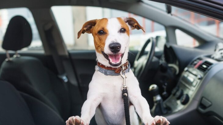 犬が車に乗ると落ち着かなくなる理由３つ　愛犬とのドライブを快適にするための対策とは？(ブログ)