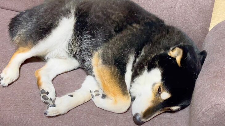 飼い主の挨拶を無視して二度寝する柴犬…まさかの起床するタイミングが5万6000再生「お肉にしっぽ振ってて草」「表情が違いすぎるｗ」(ブログ)