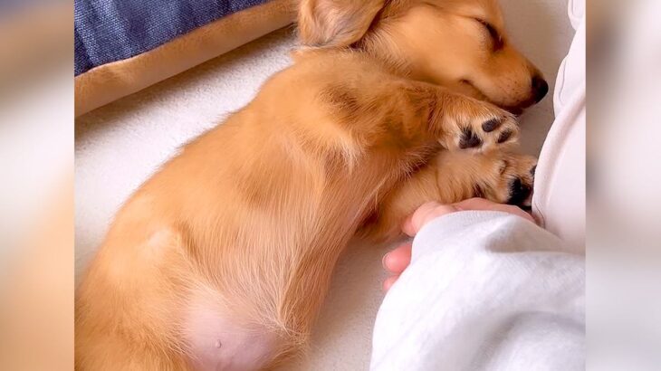 赤ちゃん犬が『満腹』になった結果…お昼寝する姿がぽんぽこりん過ぎると190万再生「とんでもない可愛さ」「赤ちゃんの顔してる」と悶絶(ブログ)