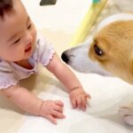 犬が『泣いてる赤ちゃん』のそばに行った結果…まさかの反応が幸せに溢れていると2万7000再生「最高に可愛い…」「尊いです」と絶賛の声(ブログ)
