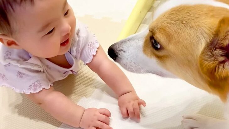 犬が『泣いてる赤ちゃん』のそばに行った結果…まさかの反応が幸せに溢れていると2万7000再生「最高に可愛い…」「尊いです」と絶賛の声(ブログ)