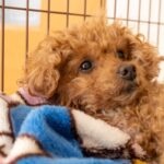 犬の留守番前に絶対しなければならないチェック項目5選　愛犬を危険な事故から守るために(ブログ)