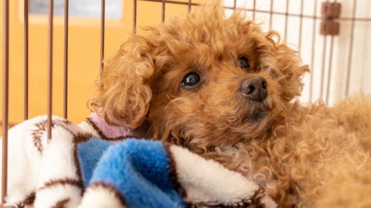 犬の留守番前に絶対しなければならないチェック項目5選　愛犬を危険な事故から守るために(ブログ)