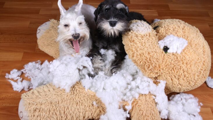 犬が部屋を荒らす『3つの理由』主な原因や問題行動をやめさせるためにできることまで(ブログ)