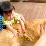 赤ちゃんが嫌いな大型犬…まさかの『撫でられることを許した瞬間』が尊すぎると18万再生「触り方絶妙」「最高のコンビ、可愛すぎる」と絶賛(ブログ)
