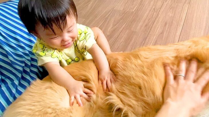 赤ちゃんが嫌いな大型犬…まさかの『撫でられることを許した瞬間』が尊すぎると18万再生「触り方絶妙」「最高のコンビ、可愛すぎる」と絶賛(ブログ)