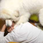 超大型犬を無視した結果…パワフルすぎる『かまってちゃん』になる光景が69万再生「大変そうｗ」「完全にシロクマに襲われてる人で草」と絶賛(ブログ)