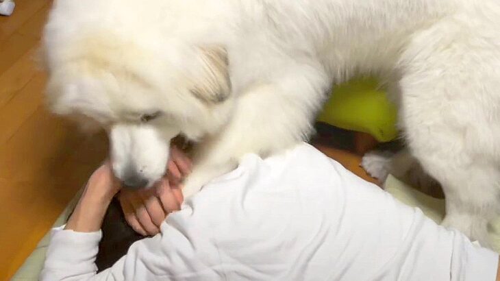 超大型犬を無視した結果…パワフルすぎる『かまってちゃん』になる光景が69万再生「大変そうｗ」「完全にシロクマに襲われてる人で草」と絶賛(ブログ)