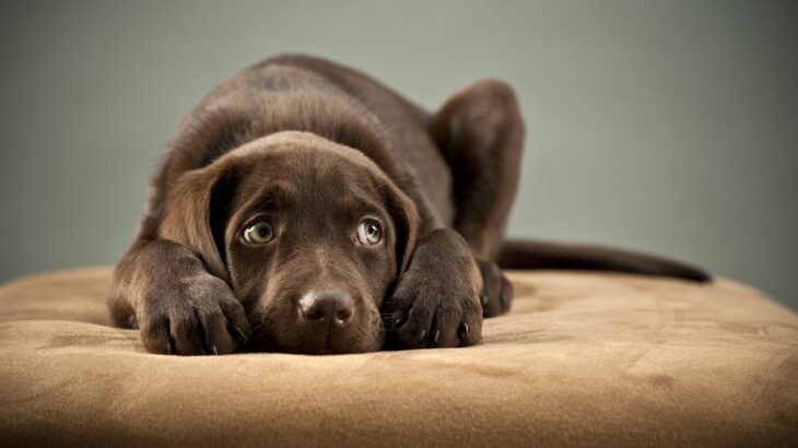 犬が恐怖を感じる『絶対NG行為』4選　ついやってない？飼い主の行動が愛犬を苦しめていることも…(ブログ)