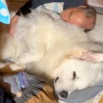 超大型犬が『大好きなおじいちゃん』と再会した結果…まさかの『赤ちゃん返り』する光景が23万再生「自分のサイズ感わかってないｗ」(ブログ)