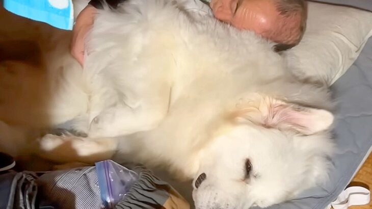 超大型犬が『大好きなおじいちゃん』と再会した結果…まさかの『赤ちゃん返り』する光景が23万再生「自分のサイズ感わかってないｗ」(ブログ)