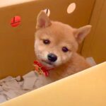 『赤ちゃん犬』を飼った結果…お迎え初日の一部始終が『反則級に尊い』と11万再生「動きが余りにも可愛い…」「なんだこの生き物は」と悶絶(ブログ)