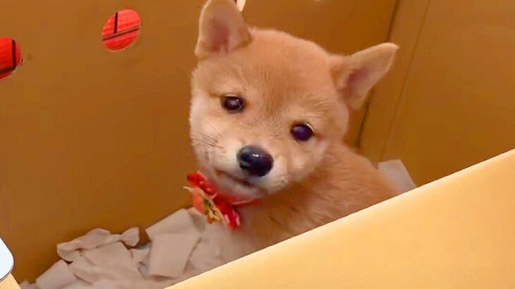 『赤ちゃん犬』を飼った結果…お迎え初日の一部始終が『反則級に尊い』と11万再生「動きが余りにも可愛い…」「なんだこの生き物は」と悶絶(ブログ)
