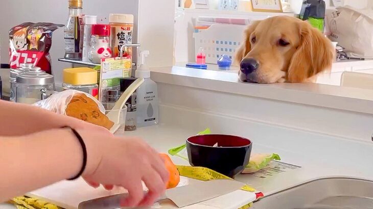 『ママを監視』するのが日課の犬…理由が可愛すぎると65万再生「カウンター顎のせｗ」「ゴールデン生首で草」「いい子だね」絶賛と爆笑の声(ブログ)