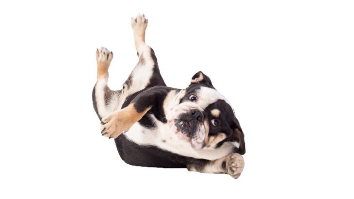 犬が『転んでしまう』原因5つ　愛犬が何もないところでつまずくのはなぜ？(ブログ)