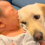 赤ちゃんが泣いていたら…大型犬の愛と優しさにあふれる行動が256万再生「素敵なお姉ちゃんだね」「涙出てきた」と感動の声(ブログ)