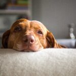 犬がしんどいと感じる『居住環境』5選　愛犬がリラックスできる空間を作るコツまで(ブログ)