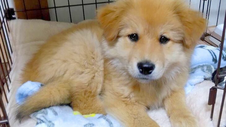 『やばい漢字見つけた』”もふもふの犬”のためにある漢字に5万いいねの反響「知らなかった」「これから積極的に使います」驚きの声も(ブログ)