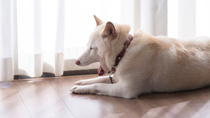 犬を飼う時に気をつけたい『室内環境』4選　ルールを守って愛犬のために安全な部屋作りを(ブログ)
