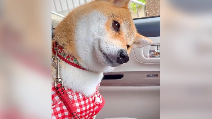 犬が車の『バック音』を聞いた結果…反則級に可愛い行動が80万7000再生「子供みたいでたまらん」「不思議に思ってるのかな？」と絶賛の声(ブログ)