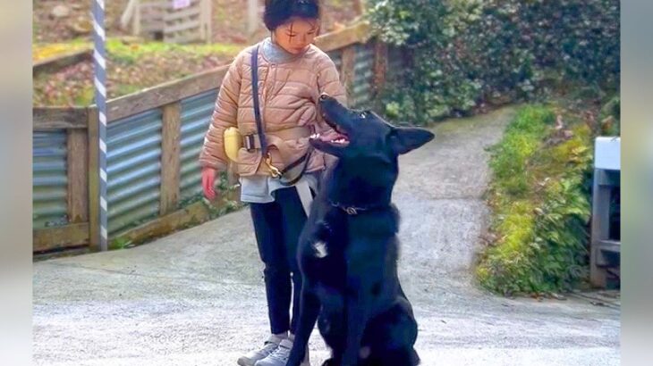 女の子が『大型犬の訓練』をした結果…驚きの『名コンビぶり』が凄すぎると110万再生「信頼関係素晴らしい」「ムツゴロウ感ｗ」と賞賛の声(ブログ)