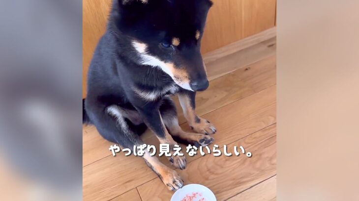 犬に『薬』飲ませようとした結果…まさかの『見えないふり』で乗り切る光景が2万再生「断固拒否かわいいｗ」「無になってて草」と話題に(ブログ)