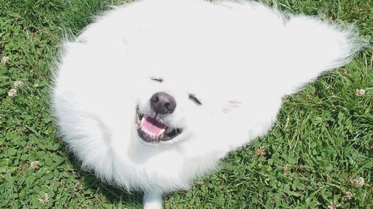 犬の写真を撮ったら…『筋斗雲』すぎる姿に5万2000いいねの反響「溶けてるｗ」「ワン斗雲…」「美味しそうな綿あめですね」絶賛の声(ブログ)