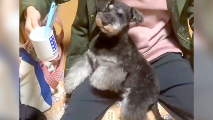 犬に『歯磨きするよ』と言った結果…まさかの『協力的すぎる態度』が5万再生を突破「優等生すぎる」「ウチの子にも見習ってほしい」と絶賛の声(ブログ)