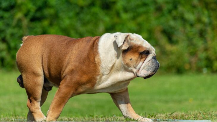犬が『ゆっくり歩く理由』5つ　歩き方でわかる心理や注意が必要な歩行の仕方とは？(ブログ)