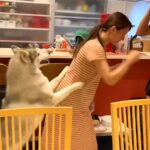 家族がボコボコにされるのを見たハスキー犬…『まさかの展開』が面白過ぎると398万再生「手加減なしで草」「弟＝守るべき弱者」と爆笑(ブログ)