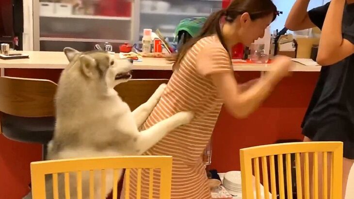 家族がボコボコにされるのを見たハスキー犬…『まさかの展開』が面白過ぎると398万再生「手加減なしで草」「弟＝守るべき弱者」と爆笑(ブログ)